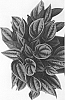Peperomia%20caperata%20%27Mendoza%27