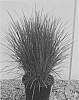 Lomandra%20confertifolia%20ssp.%20pallida%20%27Sprilomjan%27