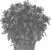 Monarda%20didyma%20%27Domonpocre%27