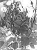 Rosa%20hybrid%20%27GRAnib%27