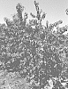 Prunus%20persica%20%28L.%29%20Batsch%20%27NSRED15273%27