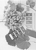 Vitis%20interspecific%20hybrid%20%27IFG%20Forty-two%27