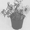 Hibiscus%20hybrid%20%28L.%29%20%2715719%20GRW%27