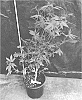 Cannabis%20hybrid%20%27CAKE%20BATTER%20COOKIES%27