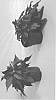 Ipomoea%20batatas%20%27ISGBR03-1%27