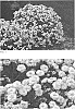 Achillea%20ptarmica%20%27Peter%20Cottontail%27