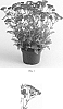 Achillea%20millefolium%20%27FLORACHRE1%27