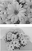 Chrysanthemum%20x%20morifolium%20%27CIDZ0097%27