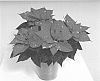 Euphorbia%20pulcherrima%20%27WEL19375%27