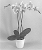 Phalaenopsis%20hybrid%20%27PHALGANZI%27