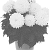 Dahlia%20variabilis%20%27Dodahhypnoyel%2019%27