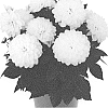 Dahlia%20variabilis%20%27Dodahhypnowhit%2019%27