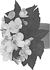 Begonia%20boliviensis%20%27Dobegicspflibutcup%27
