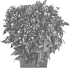 Monarda%20didyma%20%27Domonpocde%27