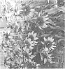Rudbeckia%20hirta%20X%20Rudbeckia%20hybrida%20%27ET%20RDB%20603%27