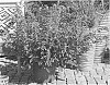 Salvia%20buchananii%20x%20Salvia%20splendens%20%27HYBSV18020%27