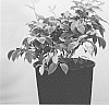 Vaccinium%20corymbosum%20%27Hoogi045%27