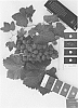 Vitis%20interspecific%20hybrid%20%27IFG%20Forty-one%27