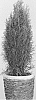 Thuja%20occidentalis%20%27Thucavlo%27