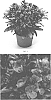 Erysimum%20linifolium%20%27ERFZ0004%27