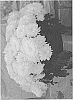 Chrysanthemum%20X%20morifolium%20%27Dochrysbumb%27