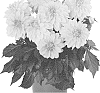 Dahlia%20variabilis%20%27Dodahhypgol%27