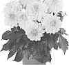 Dahlia%20variabilis%20%27Dodahhypgol%27