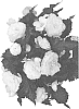 Begonia%20boliviensis%20%27Dobegicpochamp%27