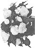 Begonia%20boliviensis%20%27Dobegicpochamp%27