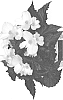 Begonia%20boliviensis%20%27Dobegicupwhit%2019%27