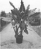 Alocasia%20hybrid%20%27Kuching%20Mask%27