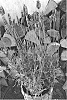 Lavandula%20x%20intermedia%20%27Tesseract%27