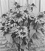 Rudbeckia%20hirta%20X%20Rudbeckia%20hybrida%20%27ET%20RDB%20621%27