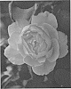 Rosa%20hybrida%20%27LIMformosa%27