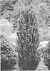 Taxus%20x%20media%20%27SMNTHDC%27