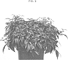 Leucothoe%20fontanesiana%20%27BLULE1801%27