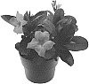 Mandevilla%20hybrida%20%27Lanmassachusetts%27