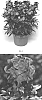 Erysimum%20linifolium%20%27ERFZ0005%27