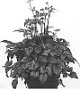 Anemone%20hupehensis%20%27IFANSA%27