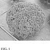 Chrysanthemum%20xmorifolium%20Ramat.%20%27Zanmugrape%20Red%27
