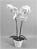 Phalaenopsis%20hybrid%20%27PHALGOBI%27