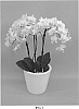 Phalaenopsis%20hybrid%20%27PHALGOPWIJ%27