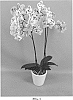 Phalaenopsis%20hybrid%20%27PHALGRYCHI%27