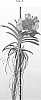 Vanda%20spp.%20%27SPCDW1806%27