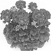 Pelargonium%20x%20hortorum%20%27Swered%27