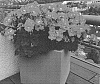 Pelargonium%20zonale%20%27KLEPZ18546%27