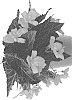 Begonia%20boliviensis%20%27Dobegicspflipitul%27