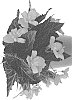 Begonia%20boliviensis%20%27Dobegicspflipitul%27