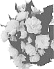 Begonia%20boliviensis%20%27Dobegicpoyel%27
