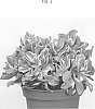 Crassula%20arborescens%20subsp.%20undilatifolia%20%27OVWOODS01%27